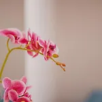 28 هيماري